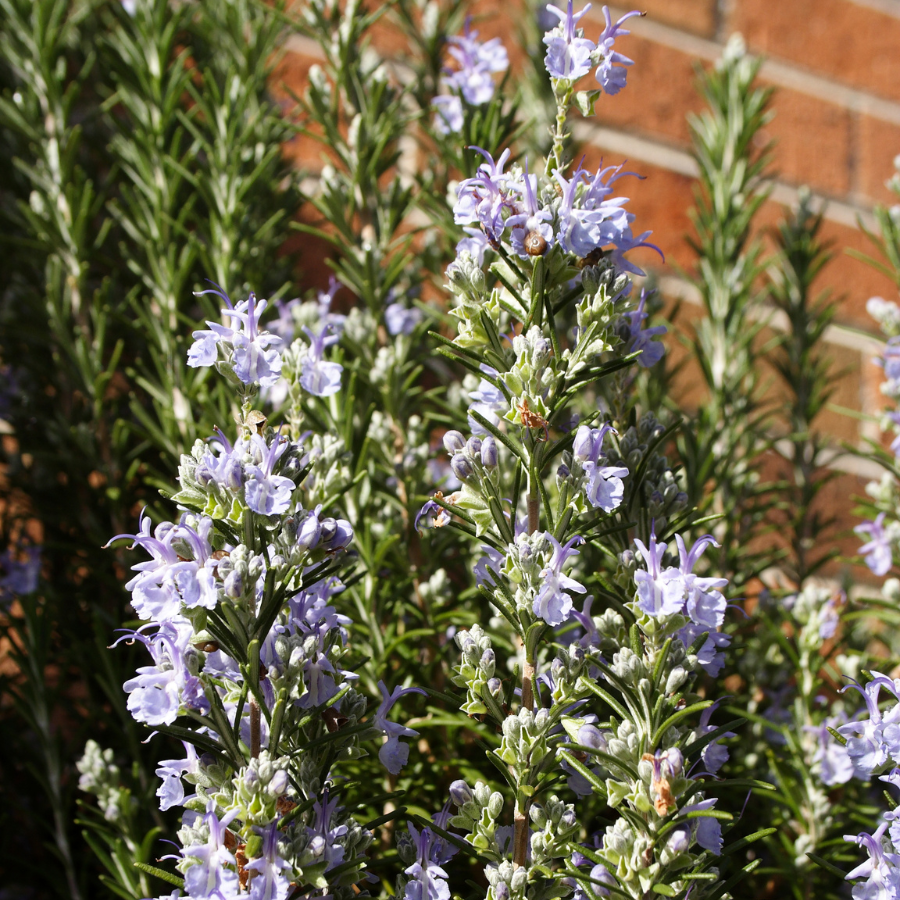 peat moss and perlite for succulents Barbeque Rosemary Plants For Sale
