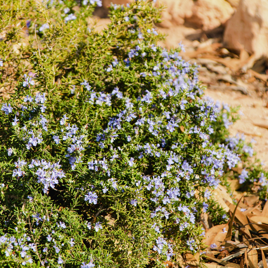 rosemary indoor or outdoor plant Prostrate Rosemary Plants For Sale