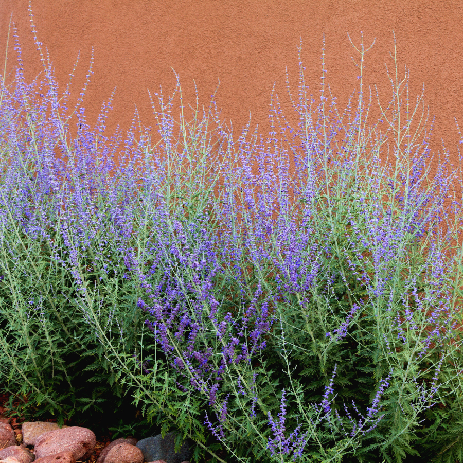 russian lavender plant Perovskia 'Russian Sage'