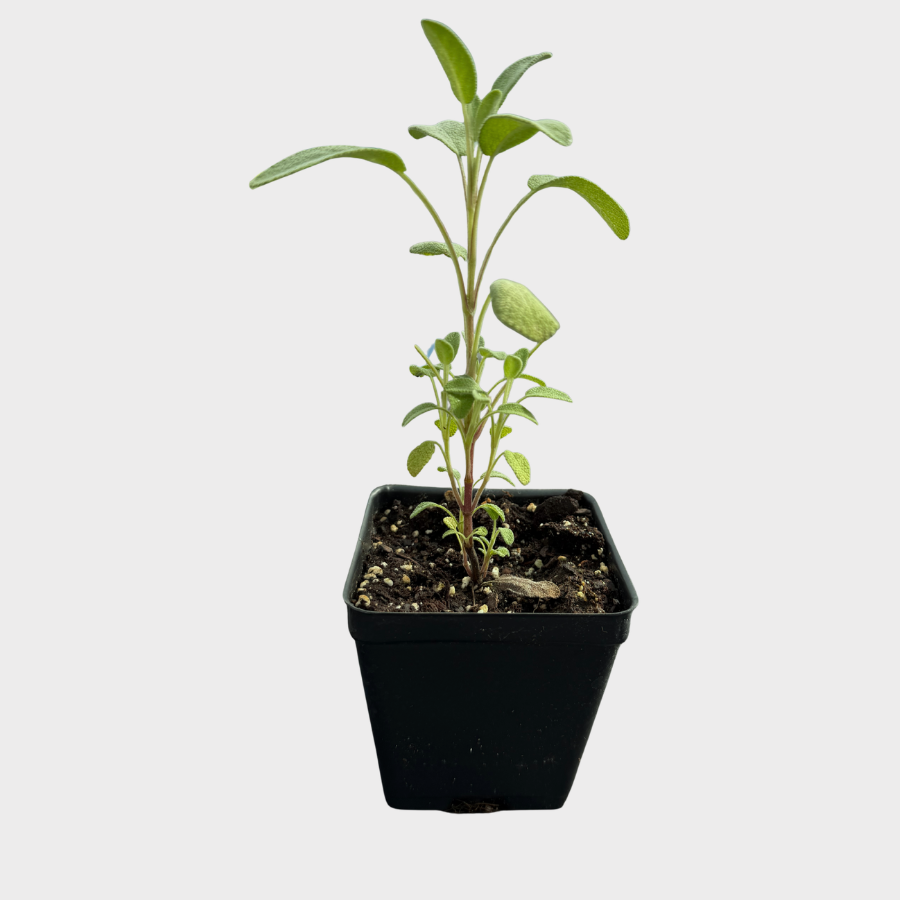 Sage 'Common'