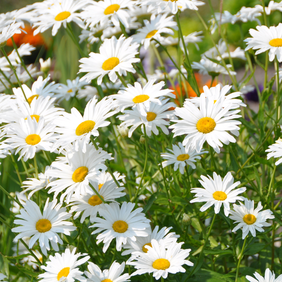planting shasta daisy seeds indoors Shasta Daisy