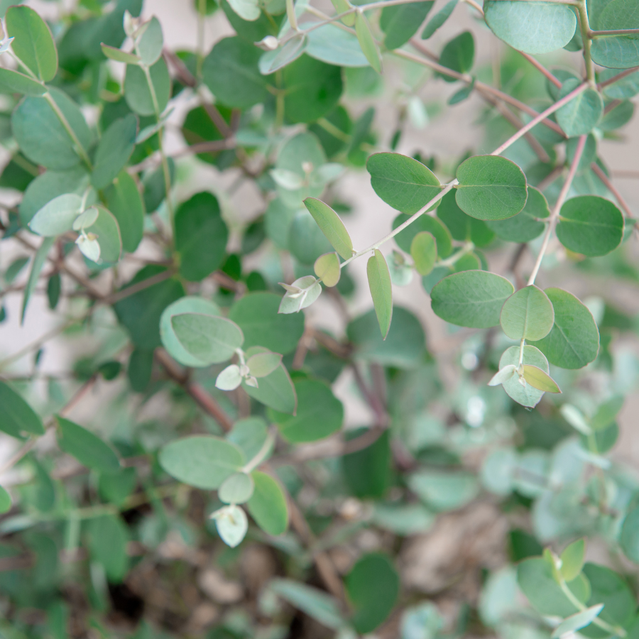 live hanging eucalyptus plant Silver Drop Eucalyptus Plants For Sale