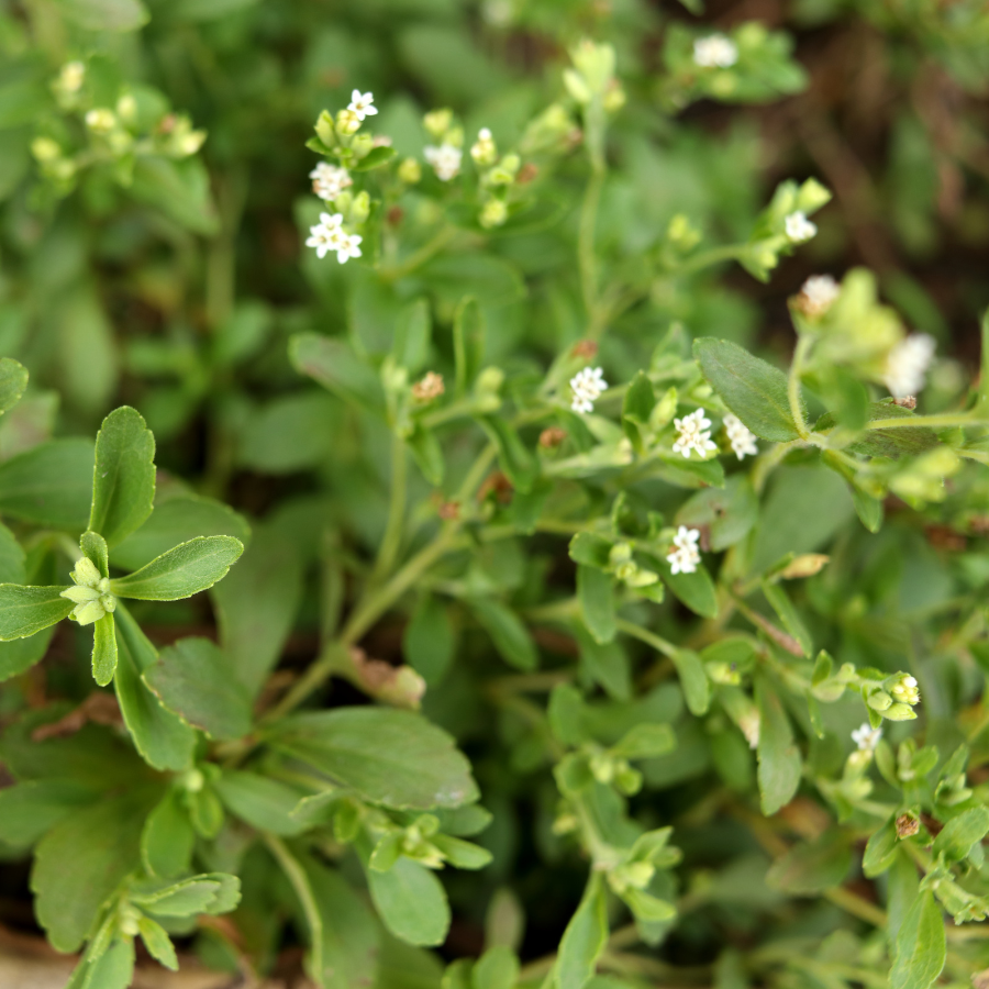 stevia plant indoors Stevia