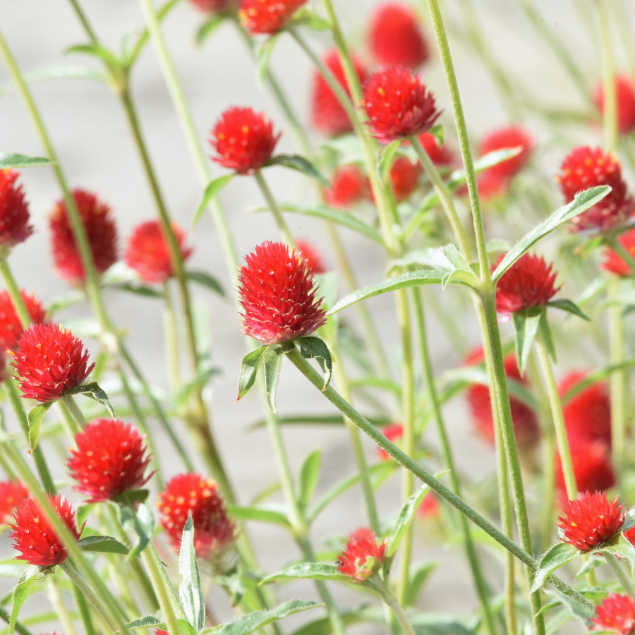 strawberry fields gomphrena seeds Gomphrena 'Strawberry Fields'