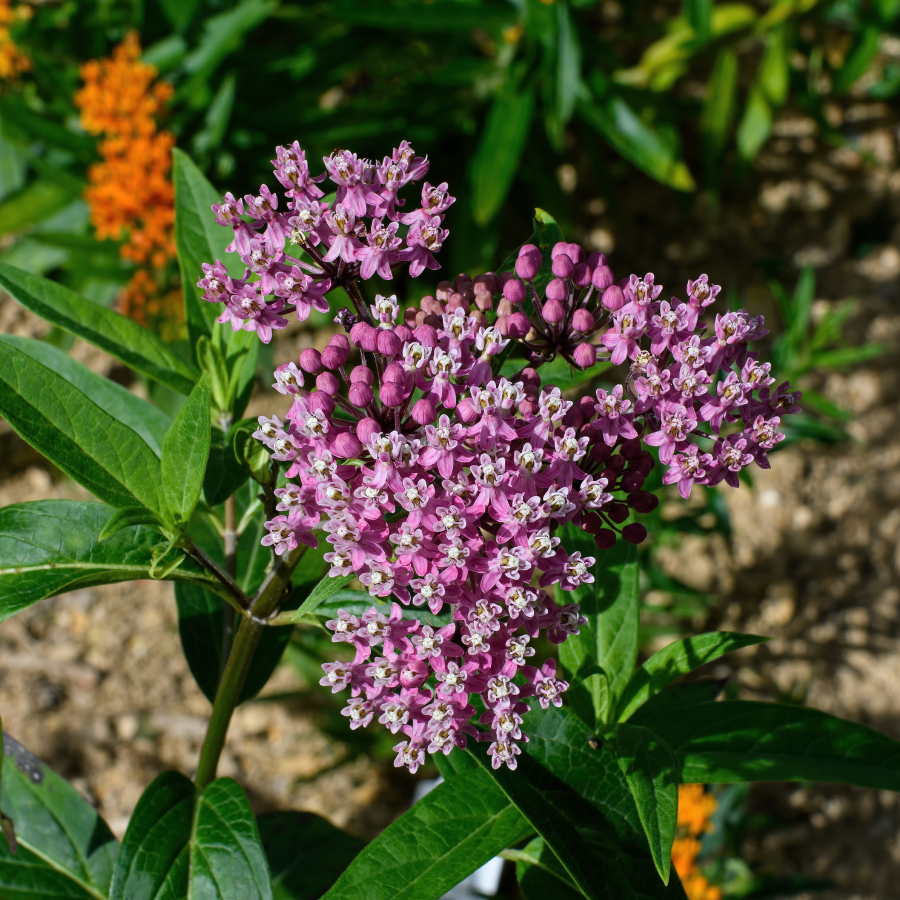milkweed succulent #1 Asclepias incarnata/ Pink Swamp Milkweed Native (TN)