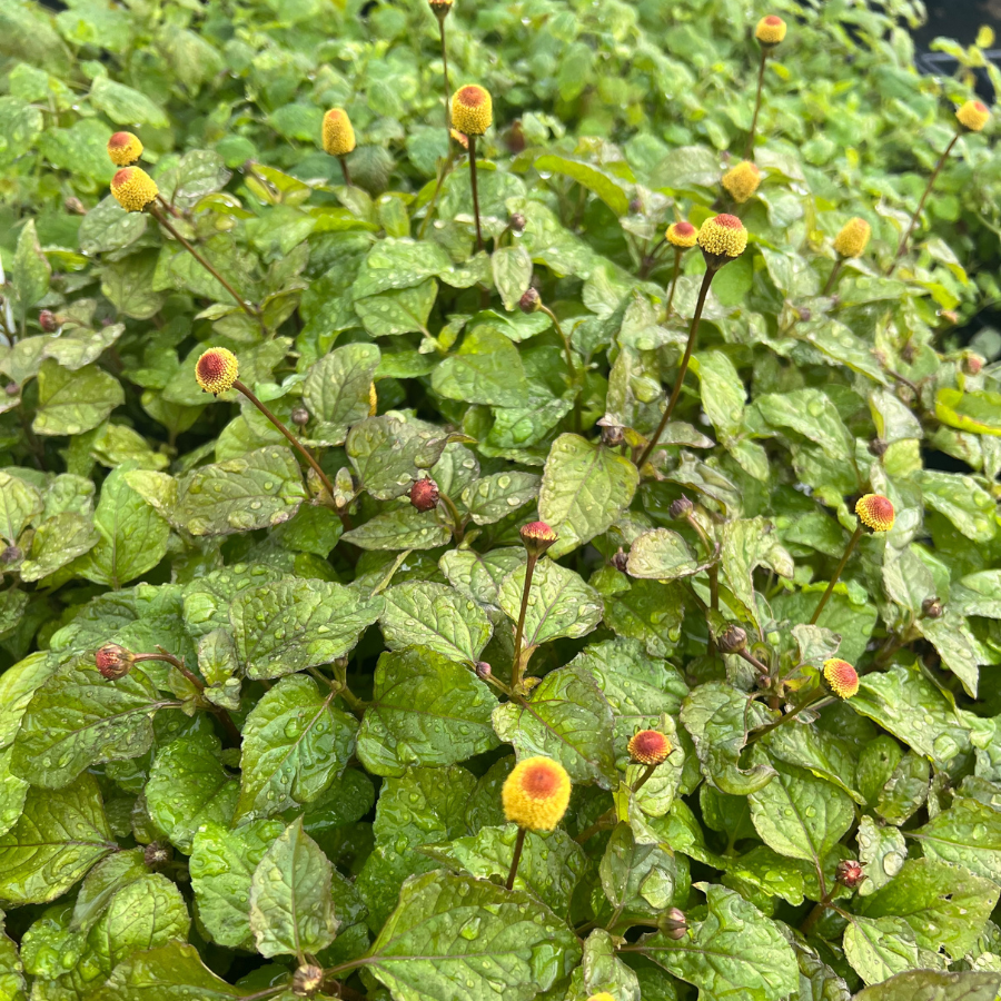 growing toothache plant from seed Toothache Plant