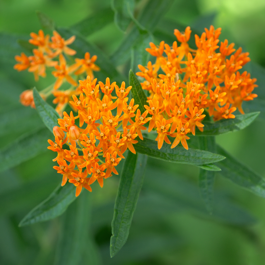 butterfly flower plant indoor Butterfly Flower