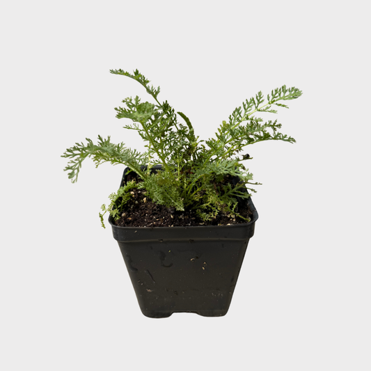 Yarrow 'Sea Breeze'