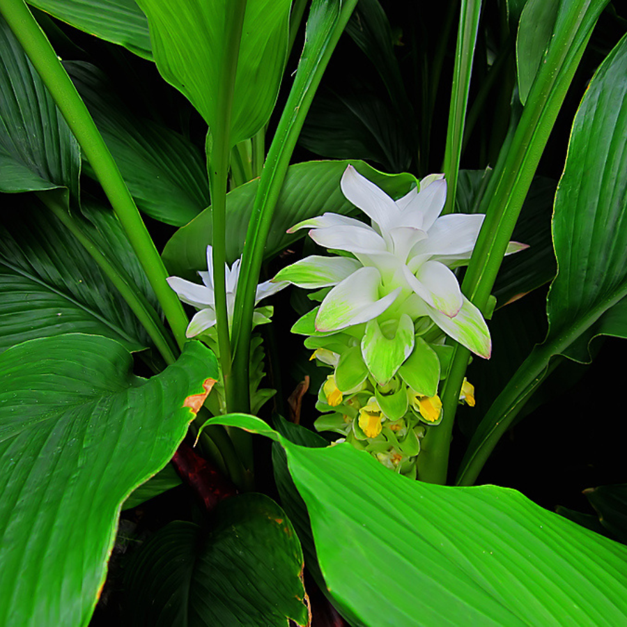 turmeric plant indoors Turmeric
