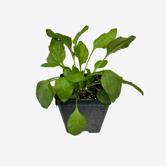 Broadleaf Plantain