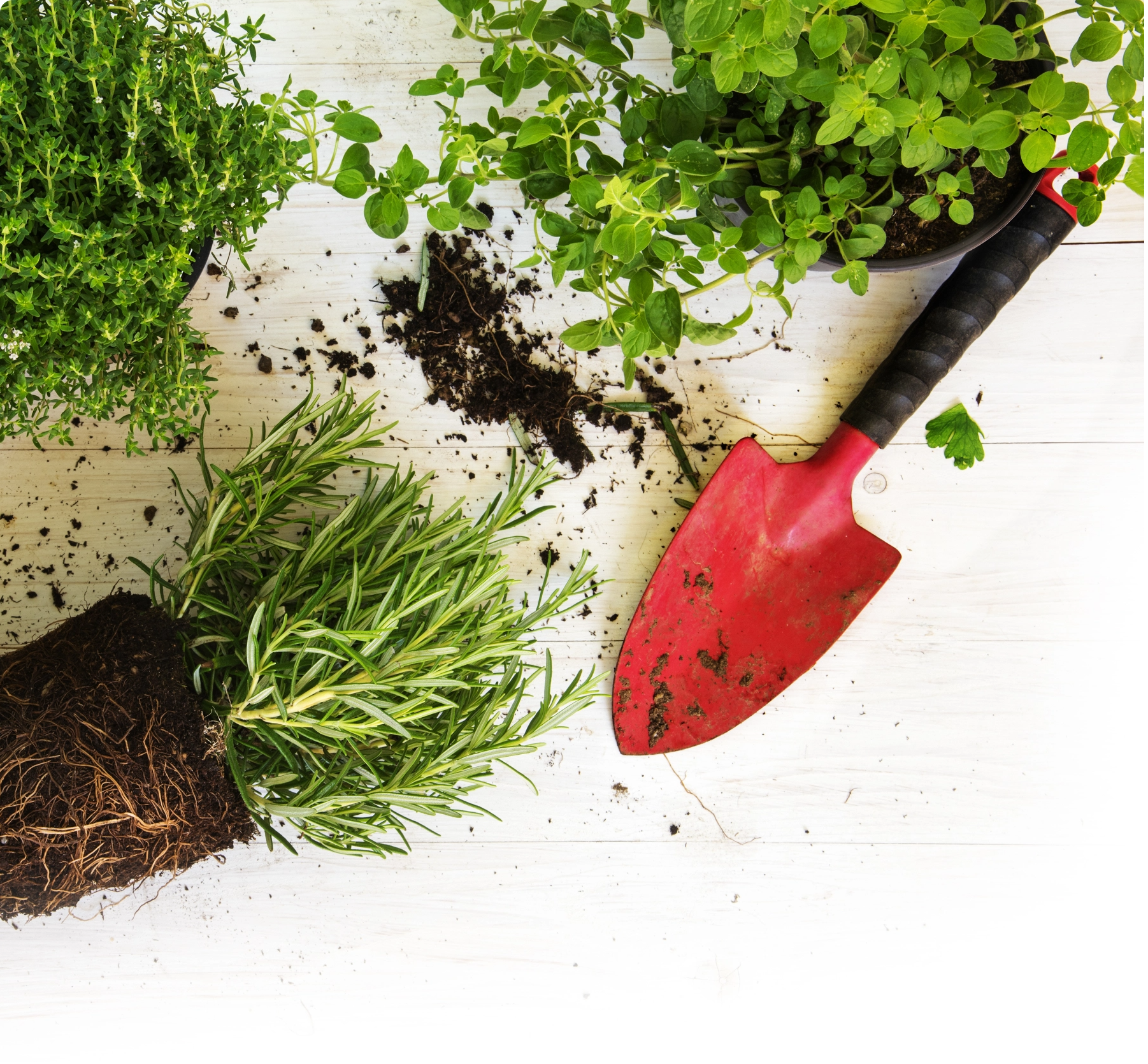 <p>Our Plants</p>