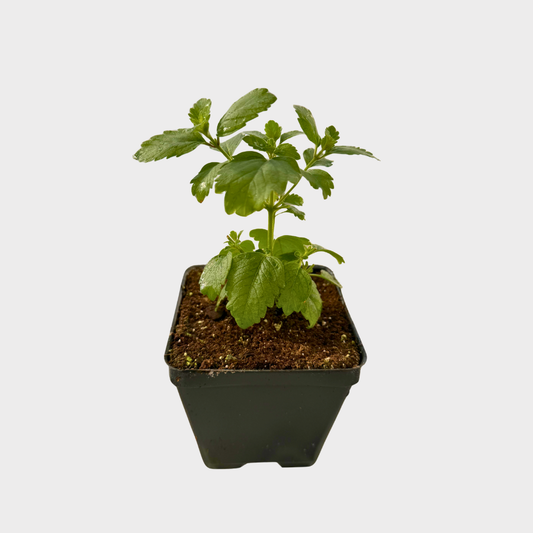 Bluebeard 'Pavilion Pink'