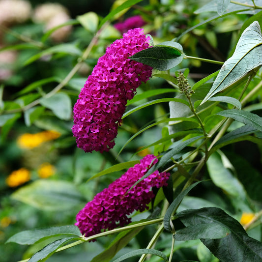 Butterfly Bush 'Buzz Hot Raspberry'
