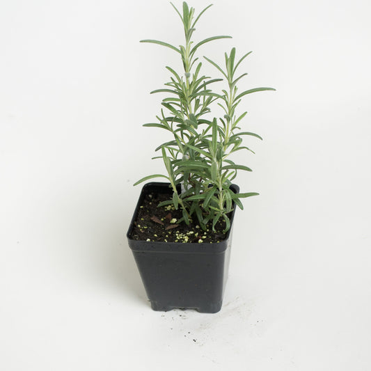 Rosemary 'Arp'