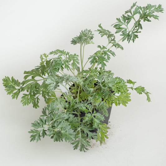 Wormwood 'Powis Castle'