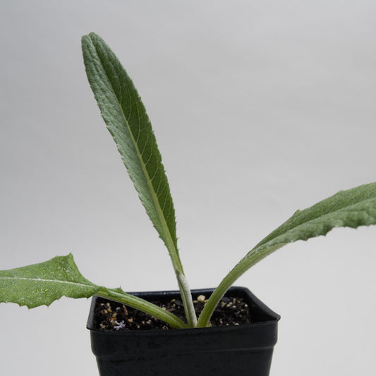 Artichoke 'Imperial Star'