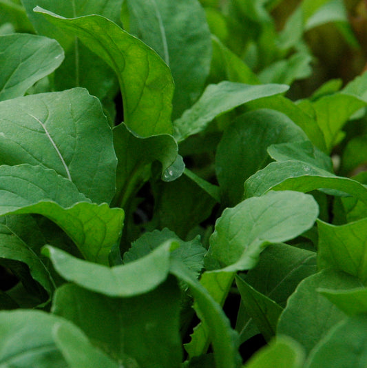 Arugula