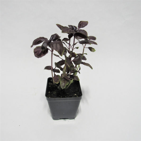 Basil 'Amethyst'