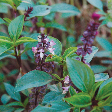 Basil 'Thai Siam Queen'