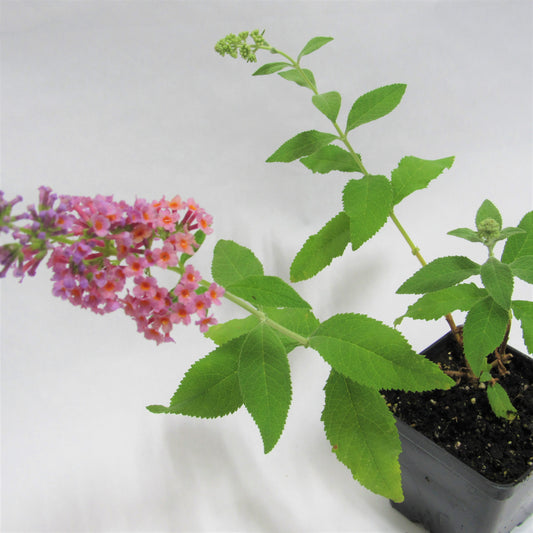 Butterfly Bush 'Bicolor'