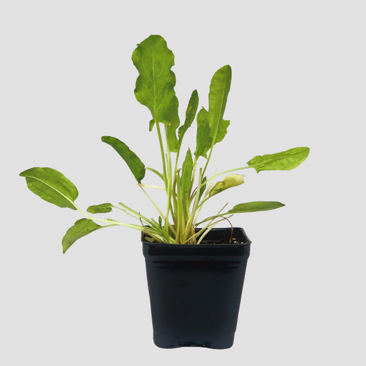 Sorrel 'Blonde de Lyon'