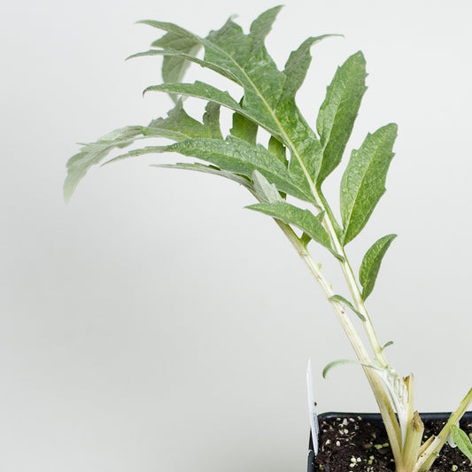 Cardoon 'Porto Spineless'
