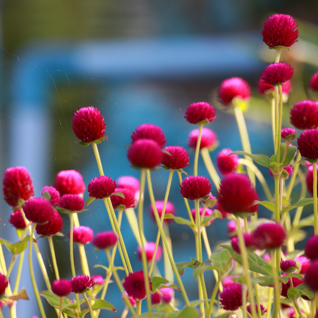 Gomphrena 'QIS Carmine'