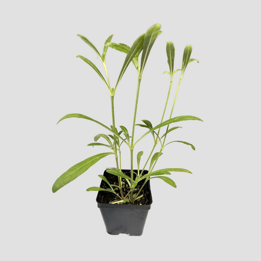 Gomphrena 'QIS Carmine'