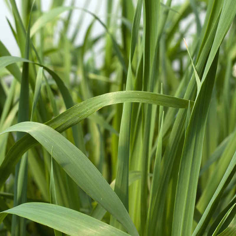 Cat Grass