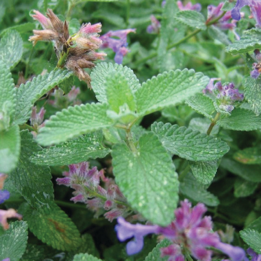 fertilize mint plants Catmint Plants For Sale