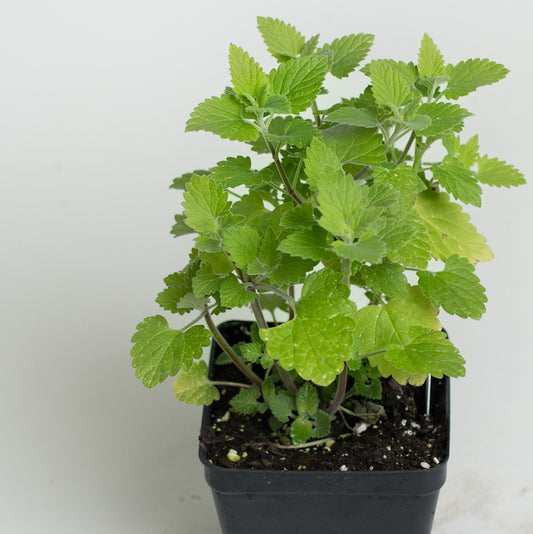 Catnip 'Lemon'