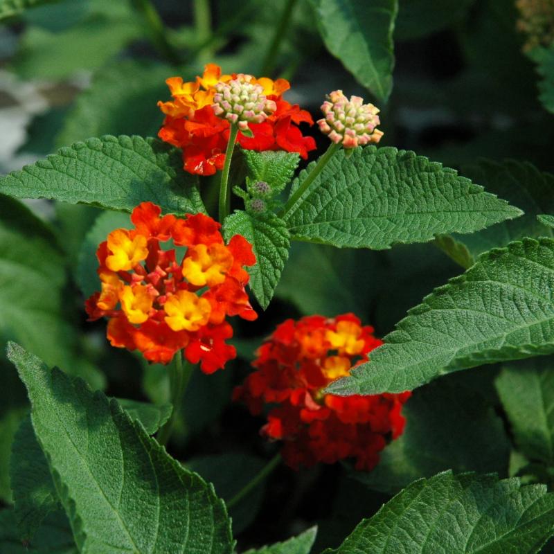 Lantana 'Dallas Red'