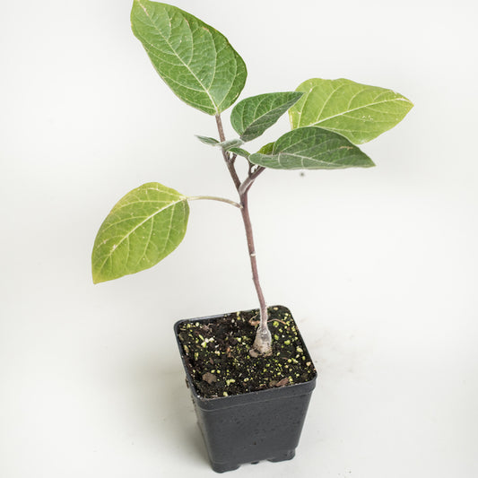 Datura 'Evening Fragrance'