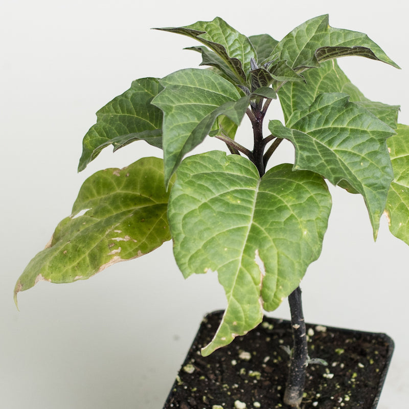 Datura 'Purple Ballerina'
