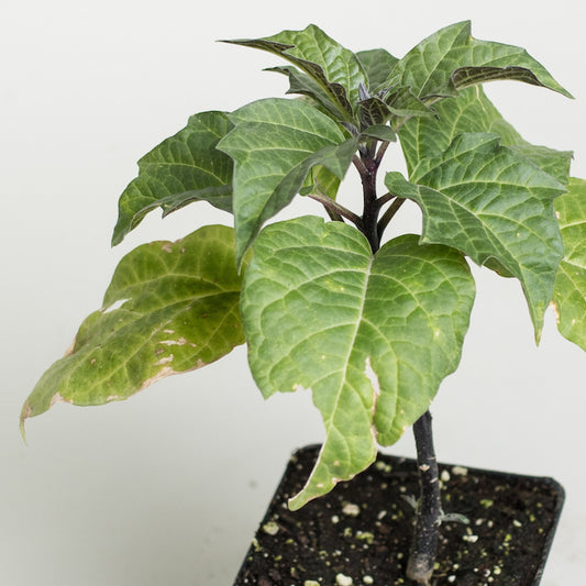 Datura 'Purple Ballerina'