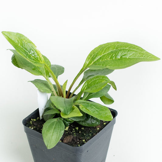 Echinacea purpurea 'Magnus'