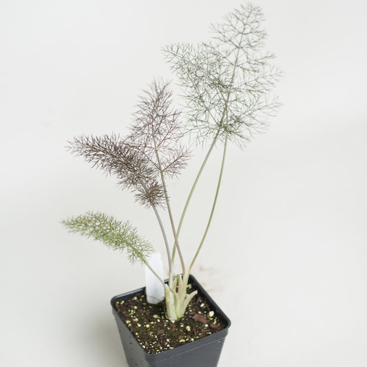 Fennel 'Bronze'
