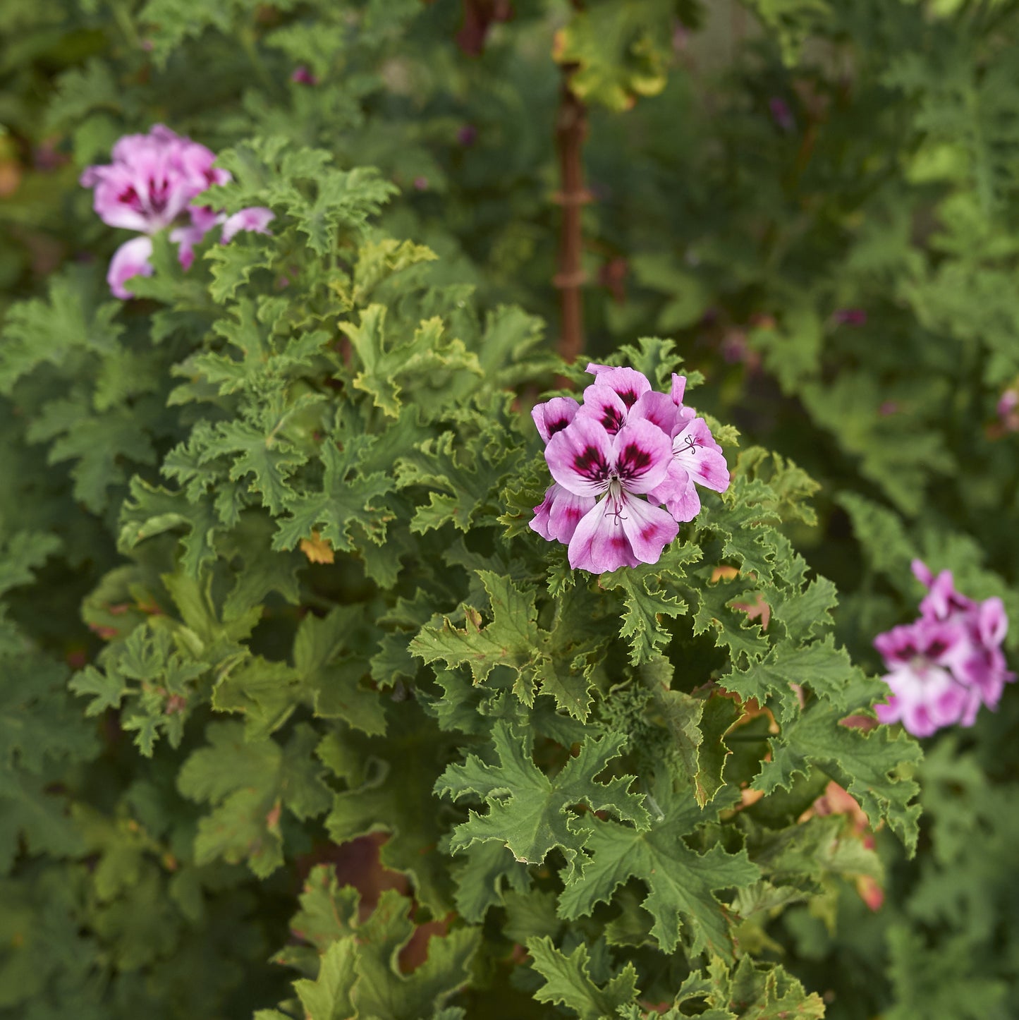 Scented Geranium 'Orange Fizz'