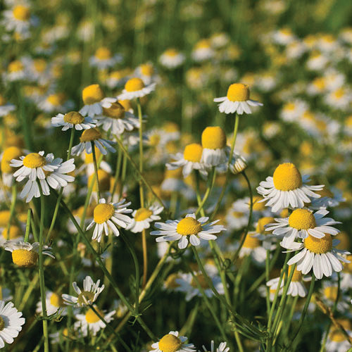 indoor chamomile plant Chamomile 'German'