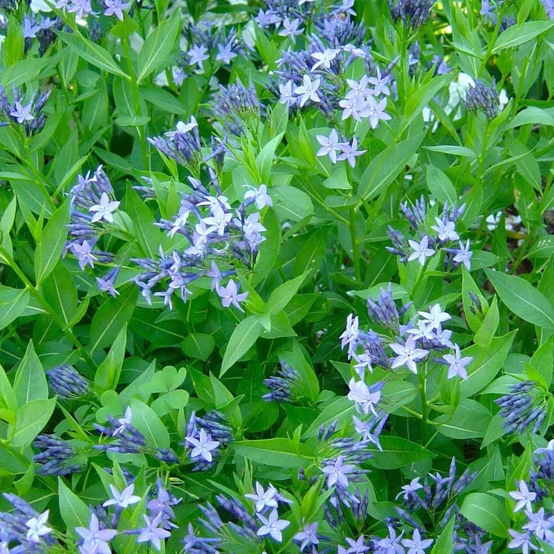 blue ice succulent #1 Amsonia tab Blue Ice/ Bluestar Native (TN)