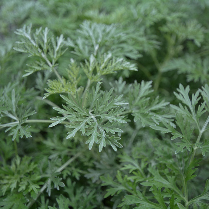 Wormwood 'Powis Castle'