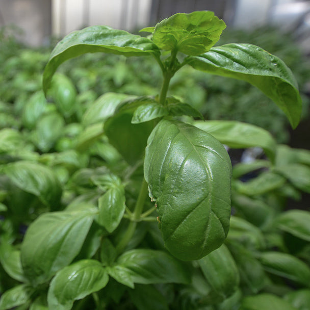 potted basil plants for sale Basil 'Genovese'
