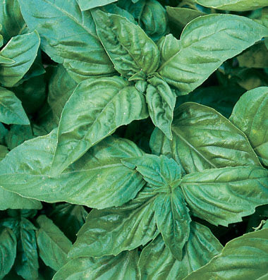 Basil 'Italian Large Leaf'