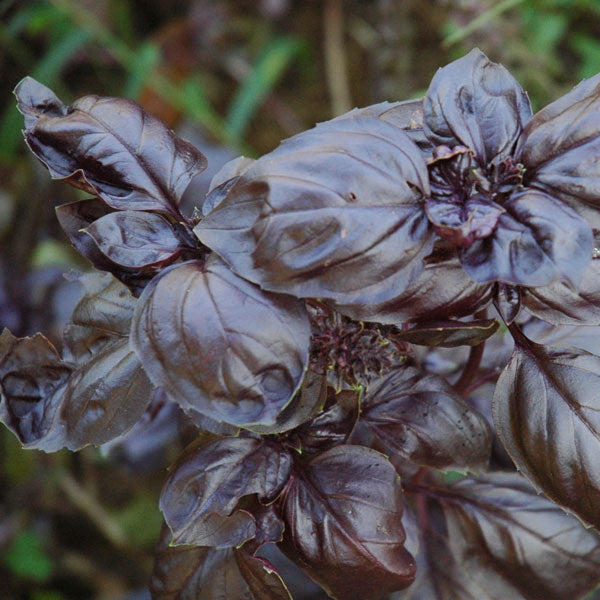 lavender basil plant Basil 'Amethyst'