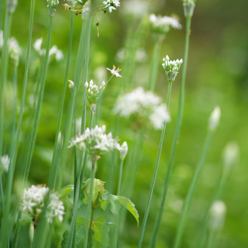 Chives