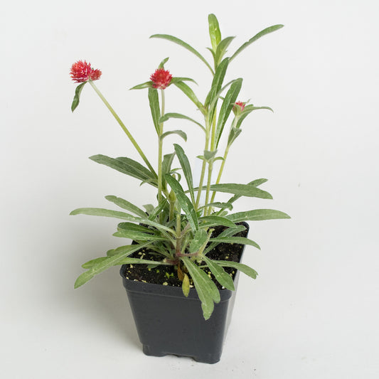 Gomphrena 'Strawberry Fields'