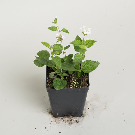 Lantana 'Trailing White'