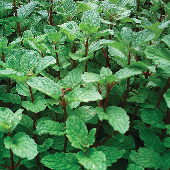 Mint 'Mojito'
