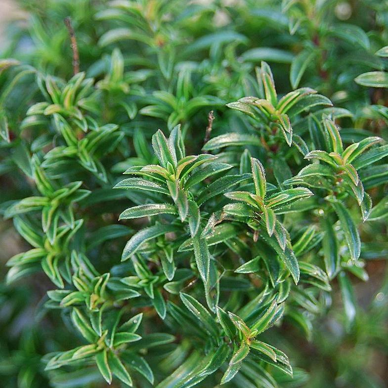 succulent & savory Savory 'Winter'