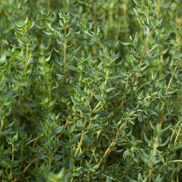 French Thyme Plant for Sale | Thymus Vulgaris